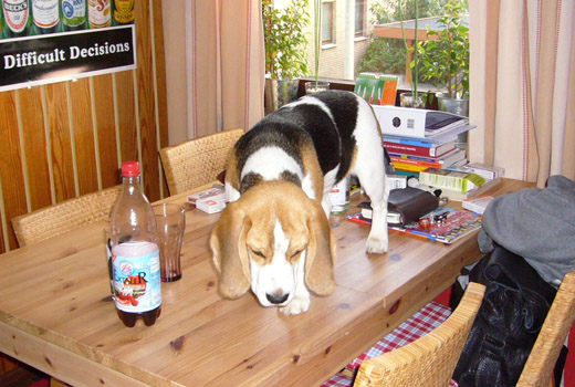 Beagle Anderson auf dem Küchentisch